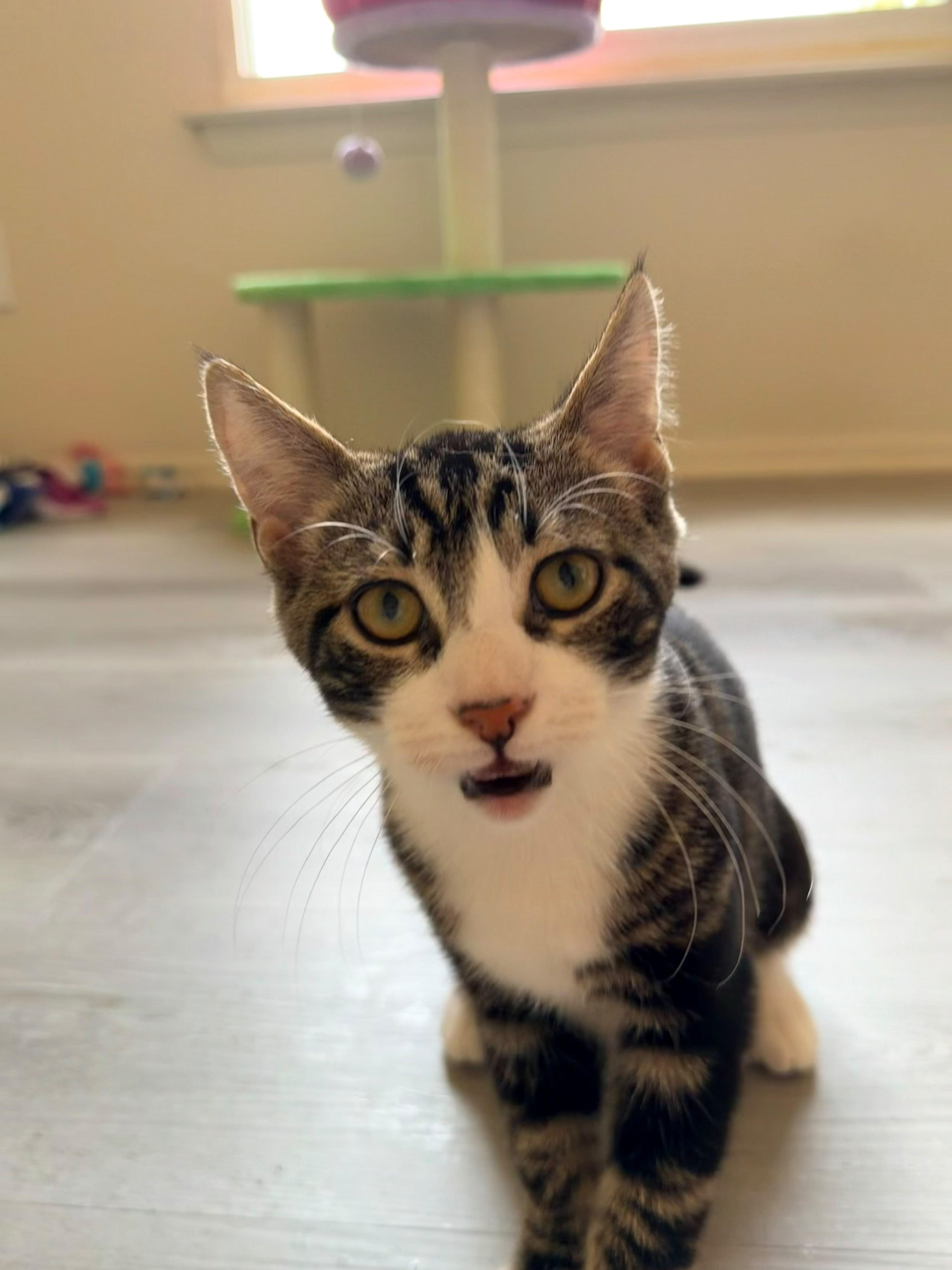Enlarge Kale, a Adoptable American Shorthair in Highland Park, NJ image 3/6