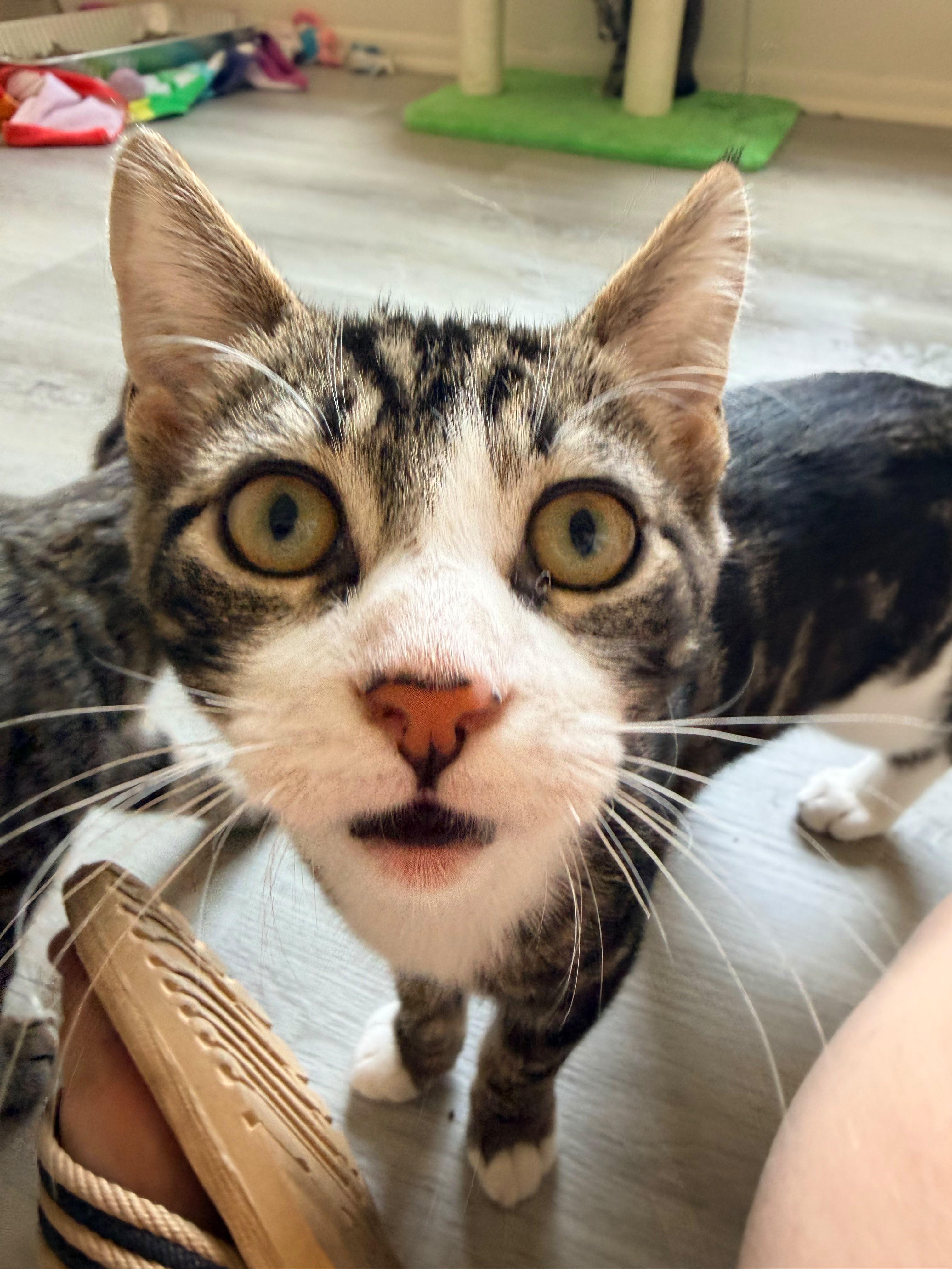 Enlarge Kale, a Adoptable American Shorthair in Highland Park, NJ image 5/6