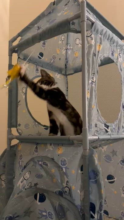 Enlarge Kale, a Adoptable American Shorthair in Highland Park, NJ video 6/6