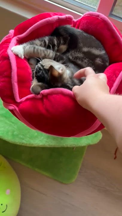 Enlarge Kale, a Adoptable American Shorthair in Highland Park, NJ video 2/6