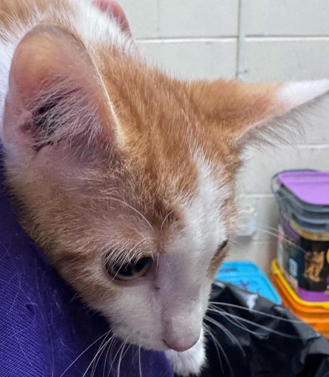 Enlarge jack, a Adoptable Domestic Short Hair in Tappahannock, VA image 1/1