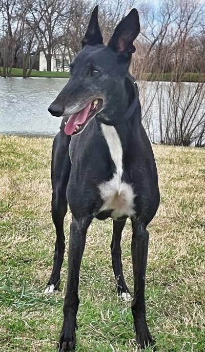 Izzy (aka Blazing Bonus), an adopted Greyhound in Dallas, TX image 2/2