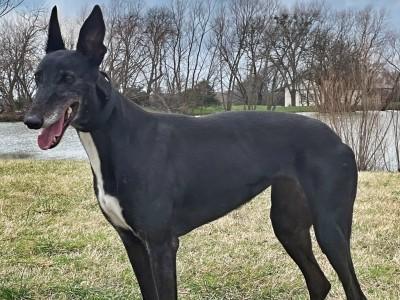 Izzy (aka Blazing Bonus), an adopted Greyhound in Dallas, TX image 1/2