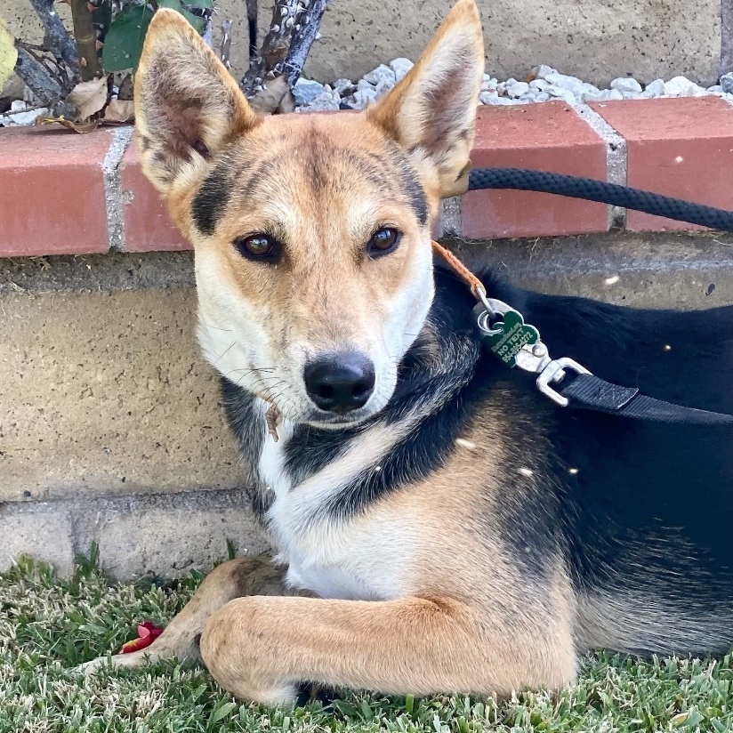 Tai, Adoptable, Young Male Basenji.