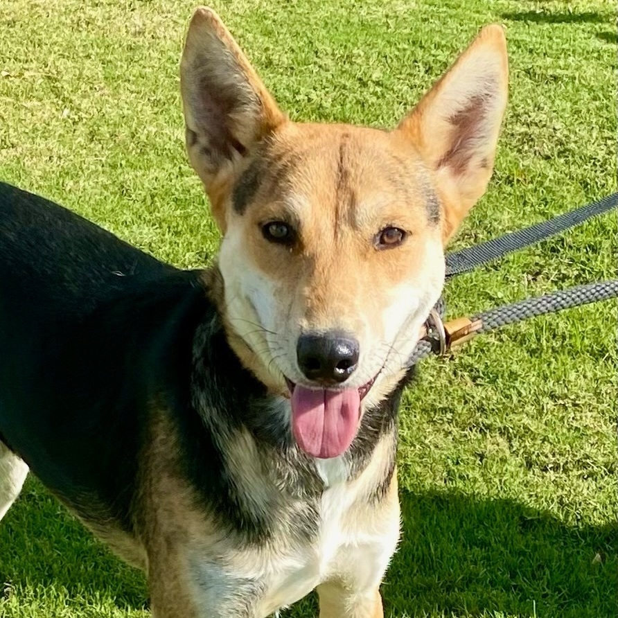 Tai, a Adoptable mixed breed in Newport Beach, CA image 2/17