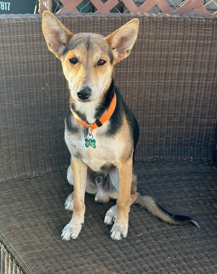 Tai, a Adoptable mixed breed in Newport Beach, CA image 3/17