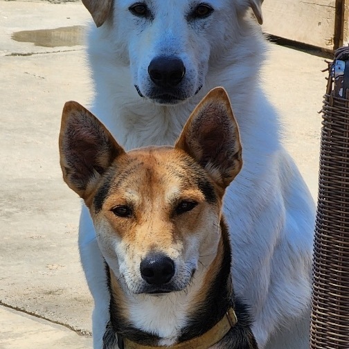 Tai, a Adoptable mixed breed in Newport Beach, CA image 4/17