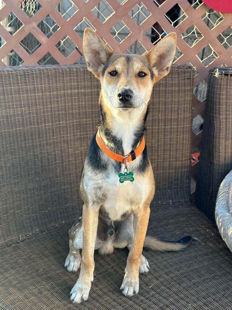 Tai, a Adoptable mixed breed in Newport Beach, CA image 5/17