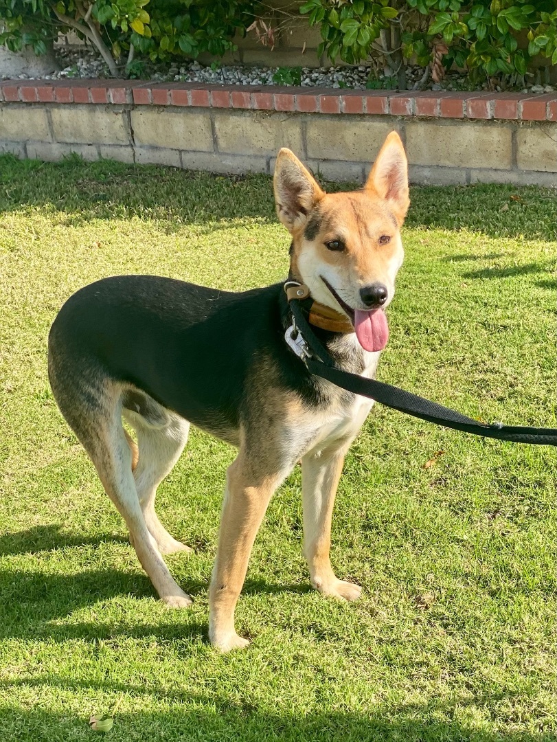 Tai, a Adoptable mixed breed in Newport Beach, CA image 6/17