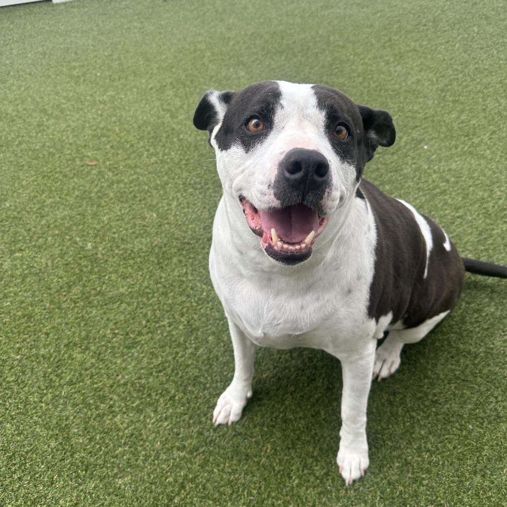 Bella — thumbnail 2