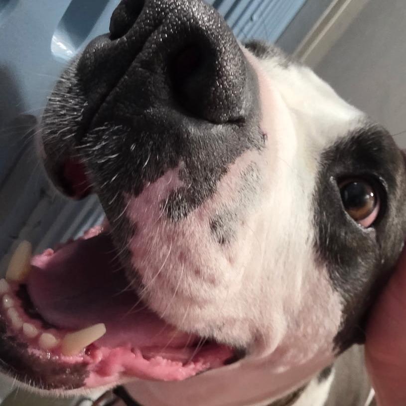 Bella — thumbnail 4