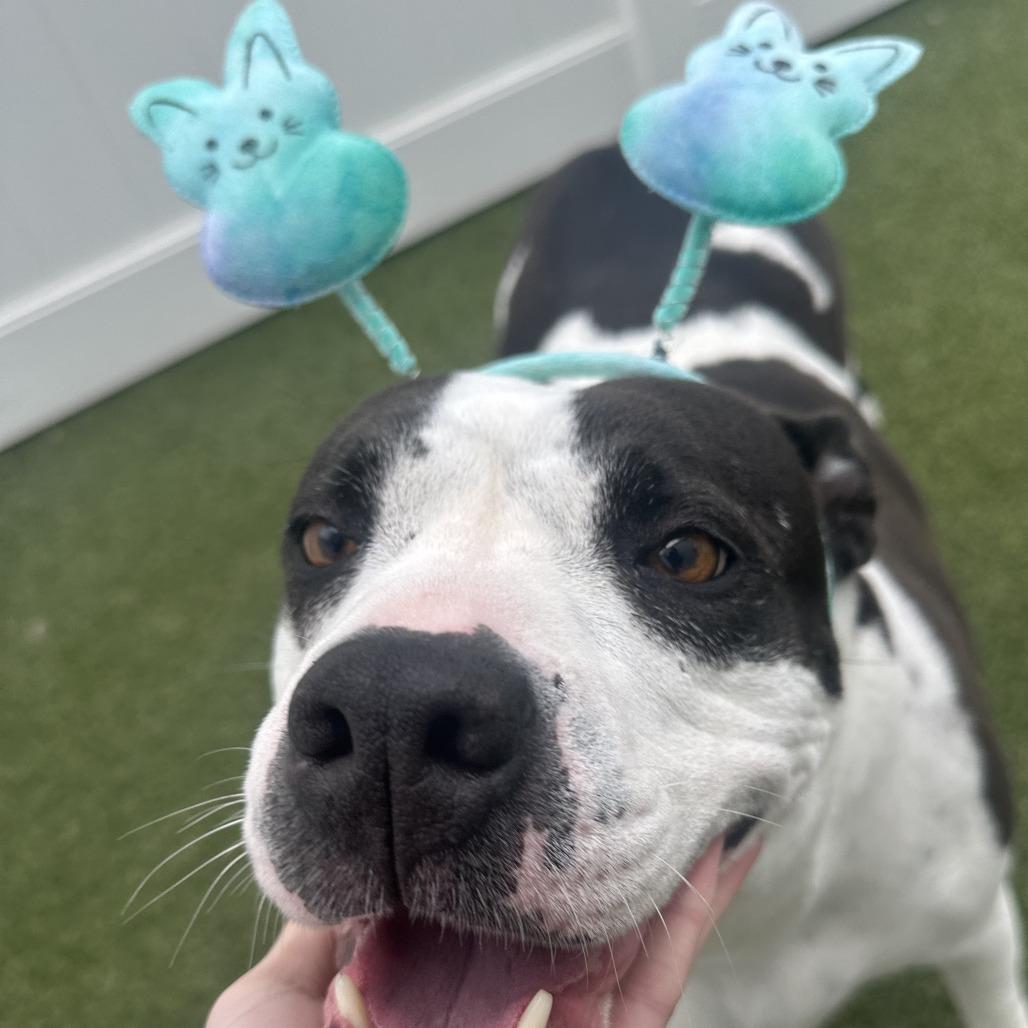 Bella — thumbnail 6