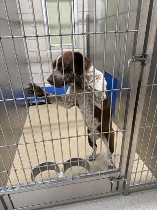 Dixie, Adoptable, Young Female German Shorthaired Pointer & Pit Bull Terrier.