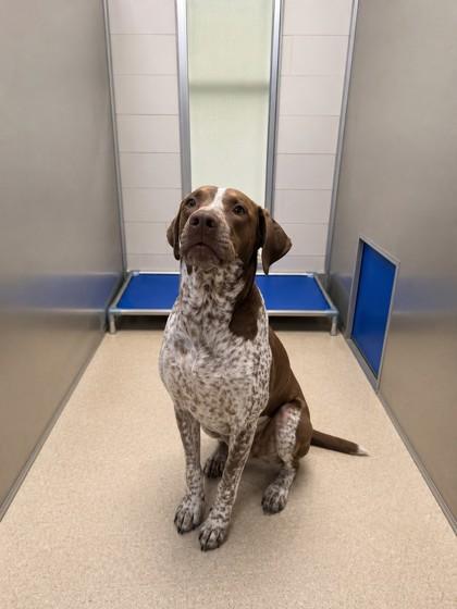 Enlarge Dixie, a Adoptable mixed breed in North Richland Hills, TX image 2/3