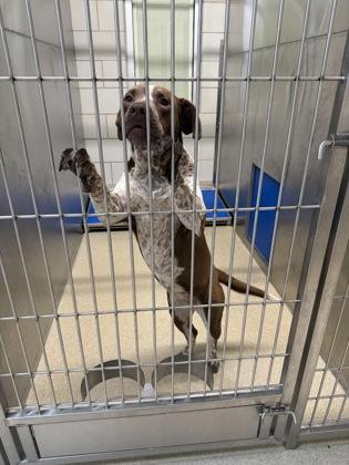 Enlarge Dixie, a Adoptable mixed breed in North Richland Hills, TX image 3/3
