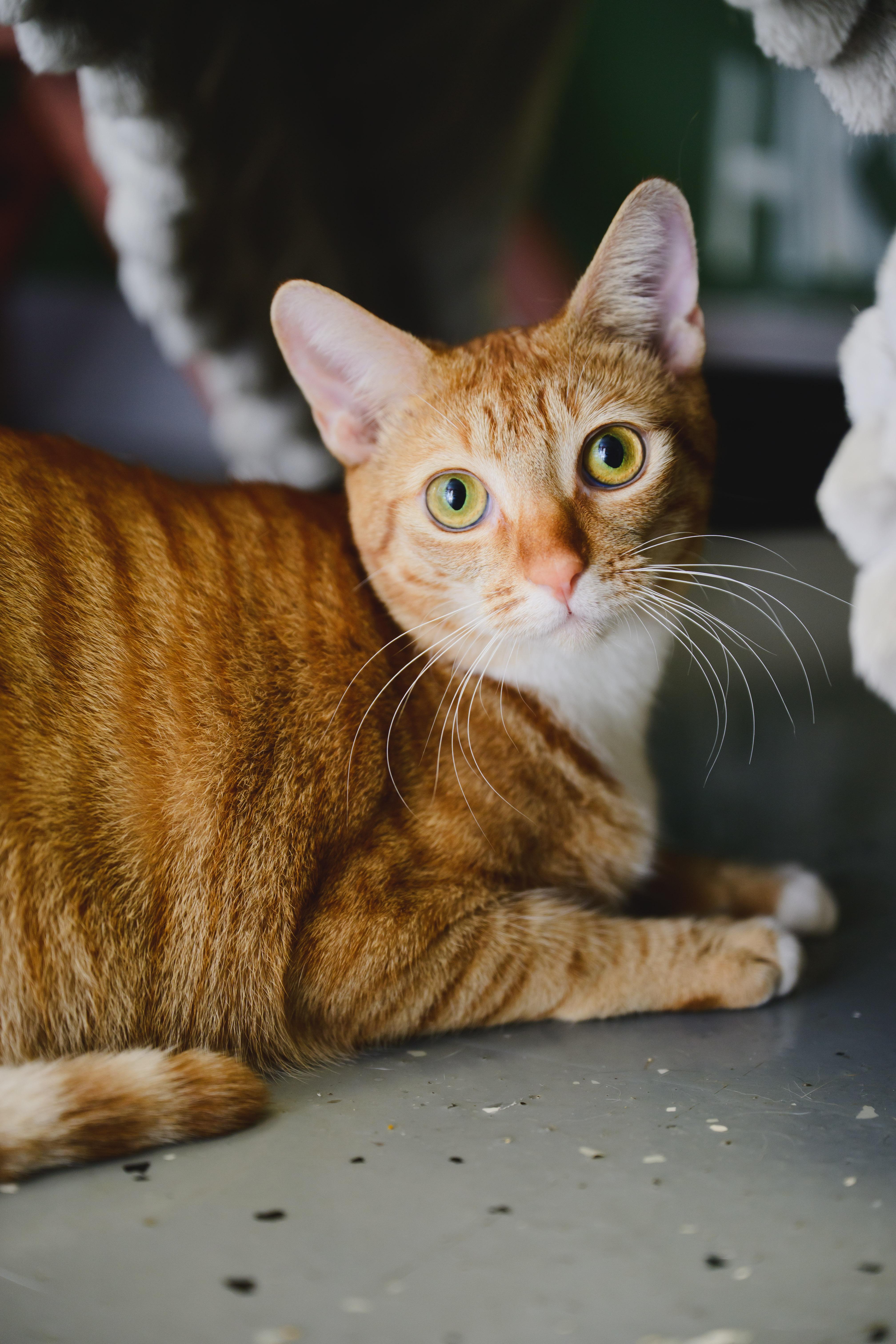 Macaroon, Adoptable, Young Female Domestic Short Hair.