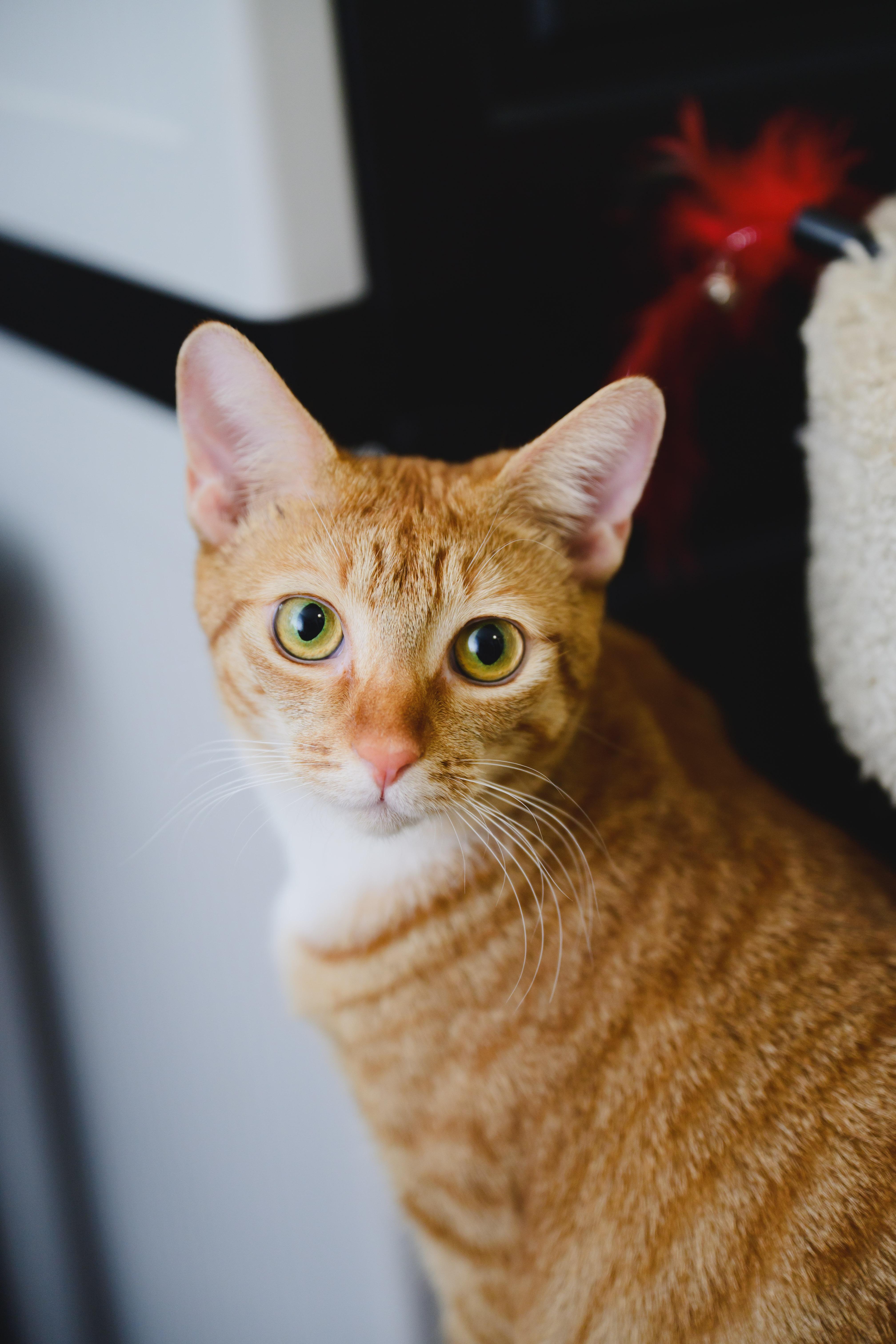 Enlarge Macaroon, a Adoptable Domestic Short Hair in Honolulu, HI image 2/6