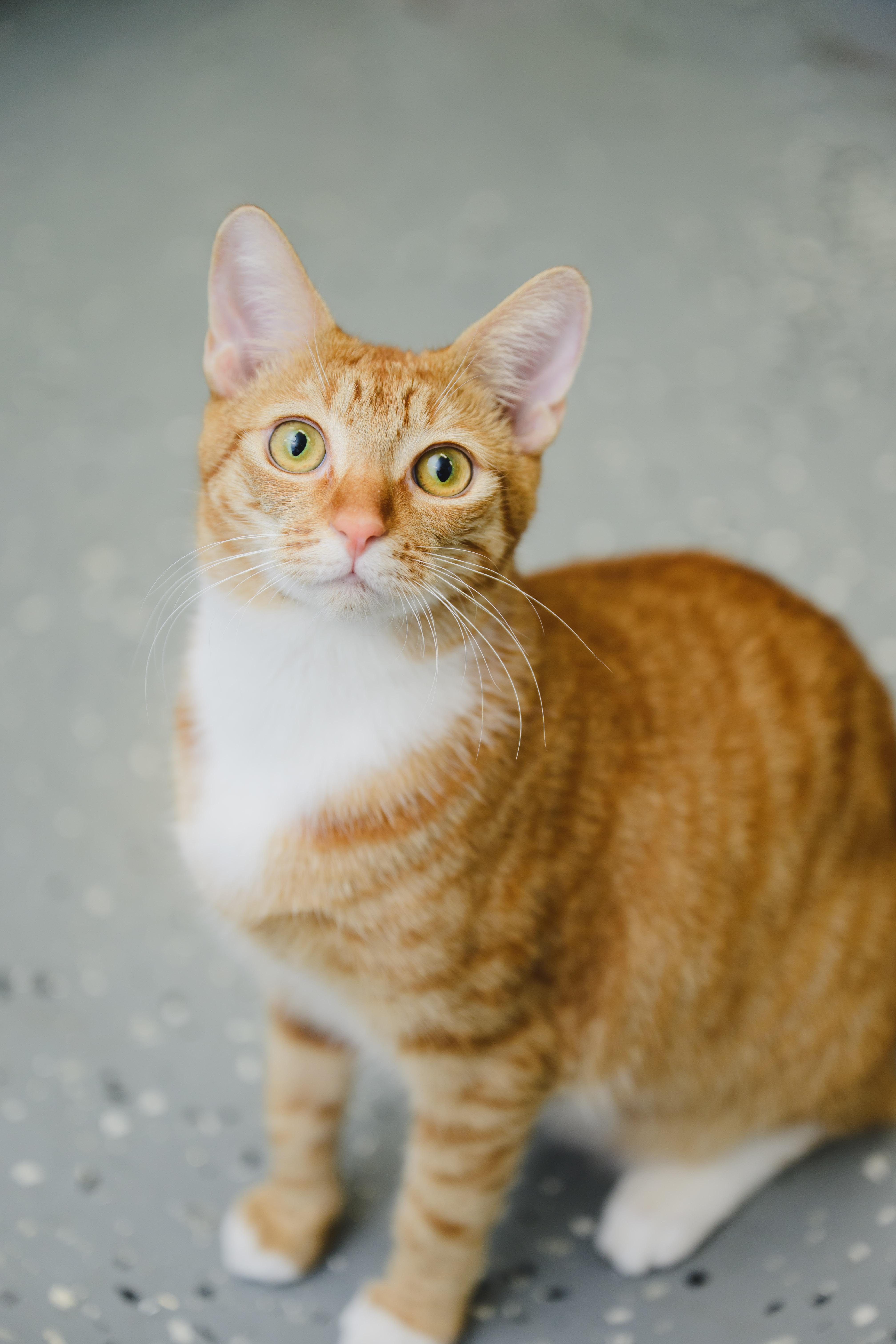 Enlarge Macaroon, a Adoptable Domestic Short Hair in Honolulu, HI image 1/6