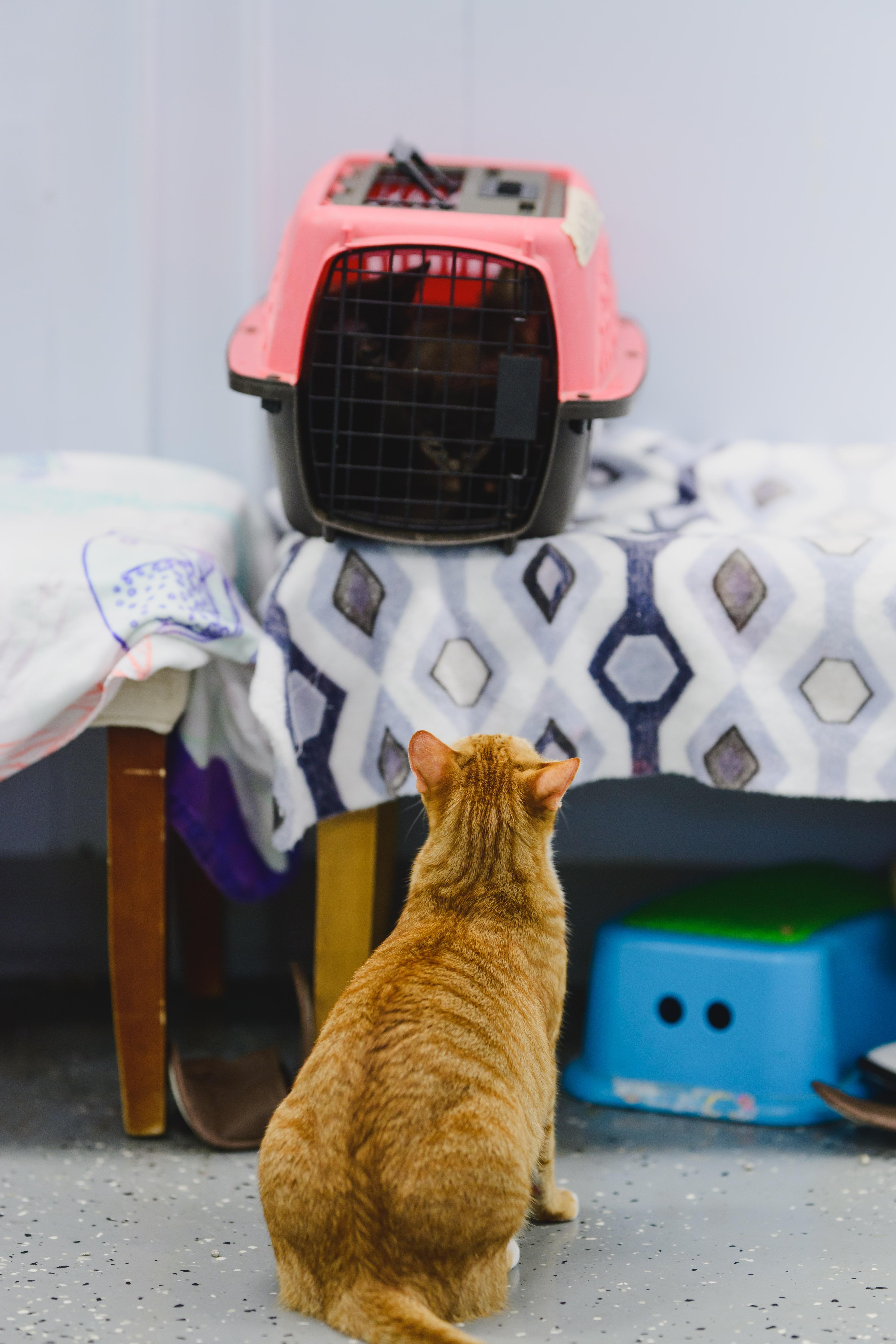 Macaroon, a Adoptable Domestic Short Hair in Honolulu, HI image 2/6