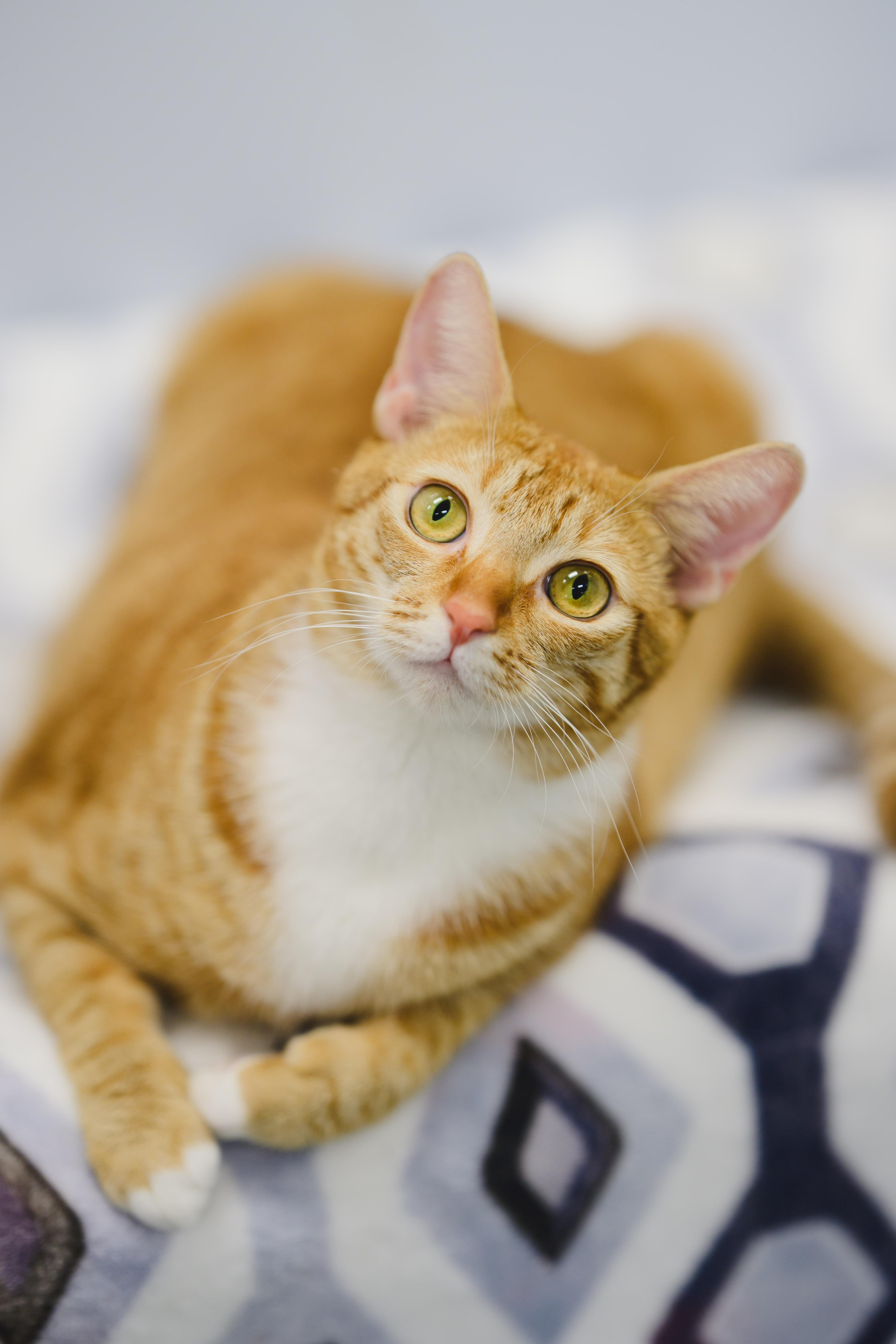 Enlarge Macaroon, a Adoptable Domestic Short Hair in Honolulu, HI image 3/6