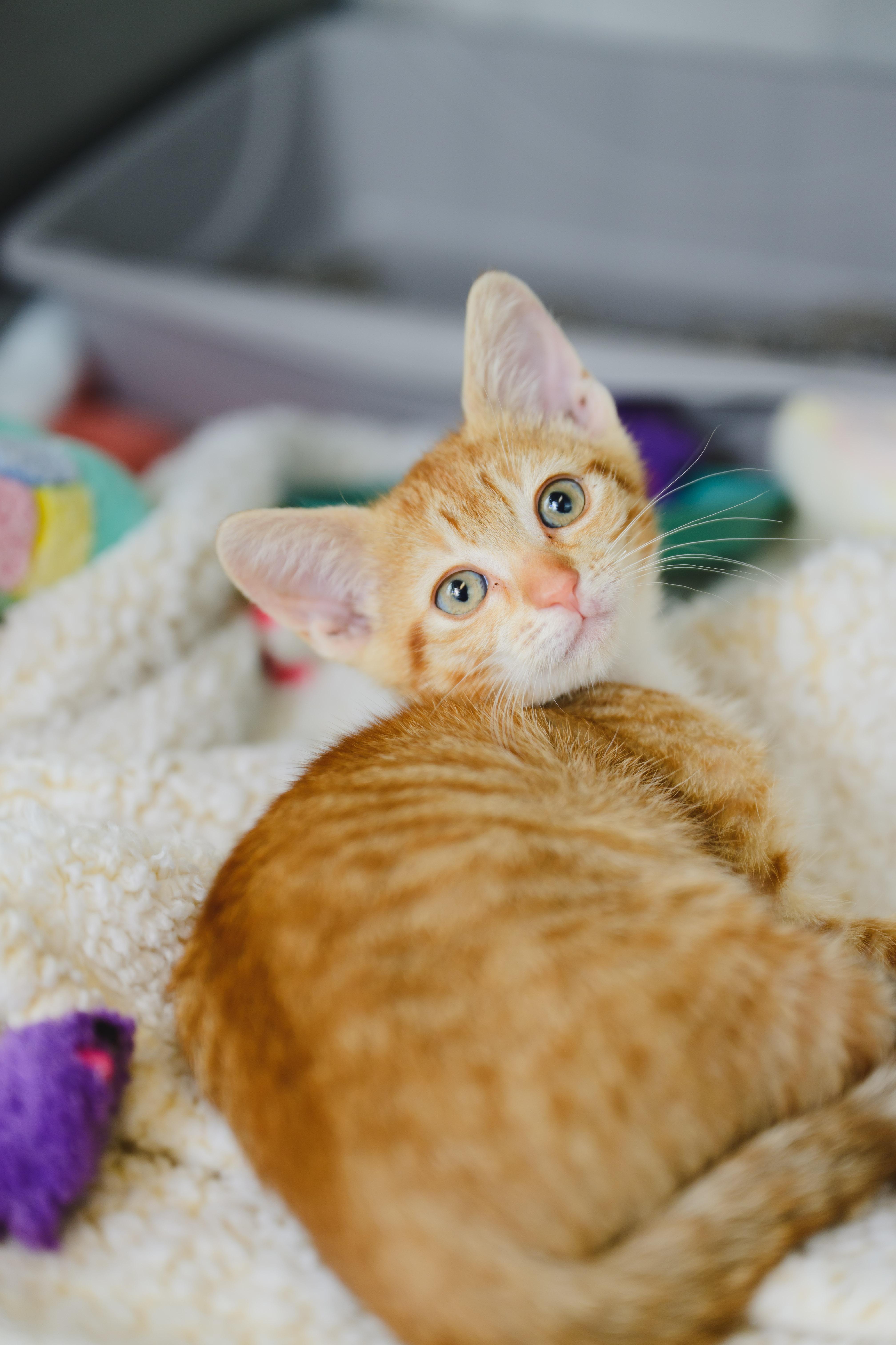 Enlarge Macaroon, a Adoptable Domestic Short Hair in Honolulu, HI image 2/6