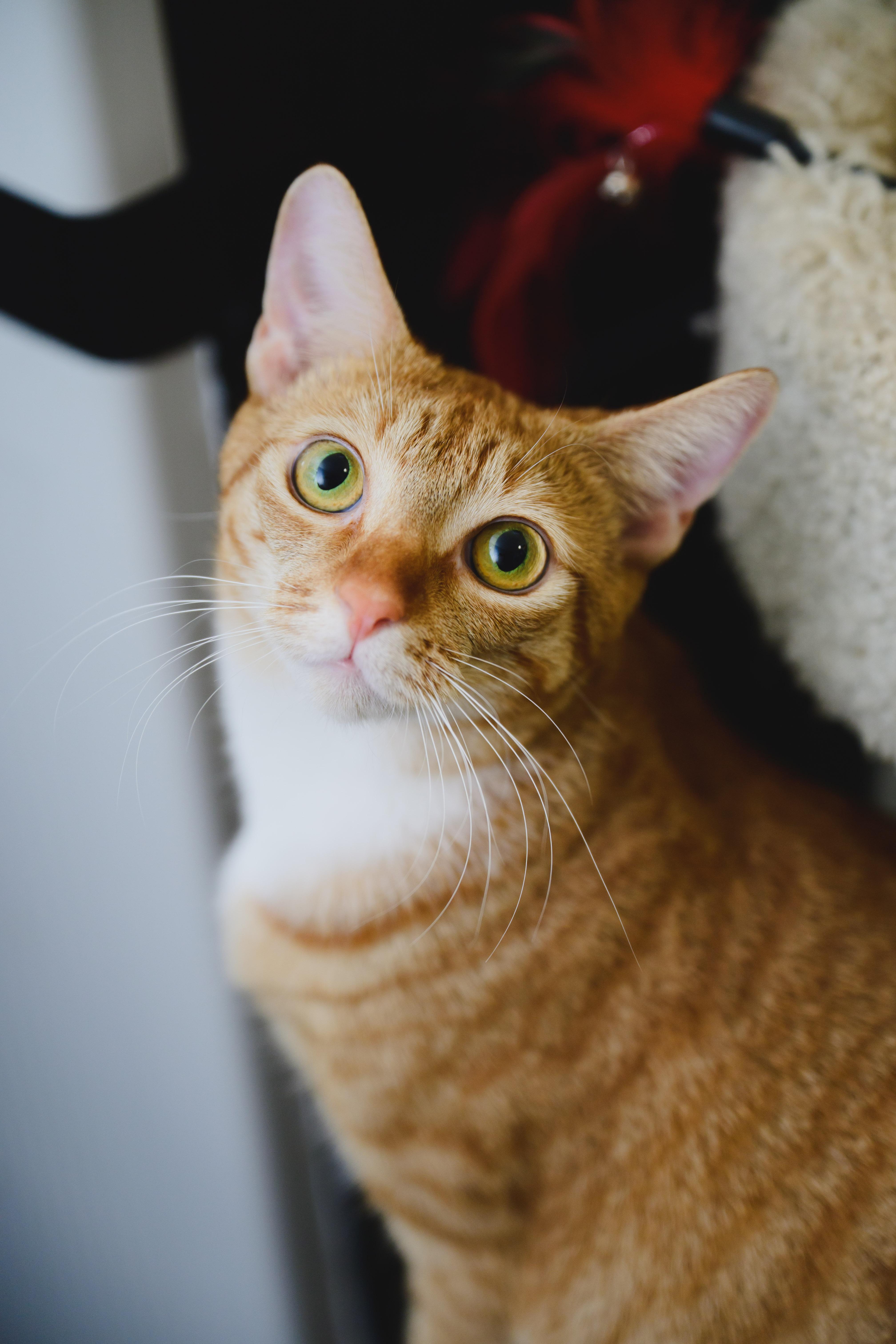 Enlarge Macaroon, a Adoptable Domestic Short Hair in Honolulu, HI image 4/6