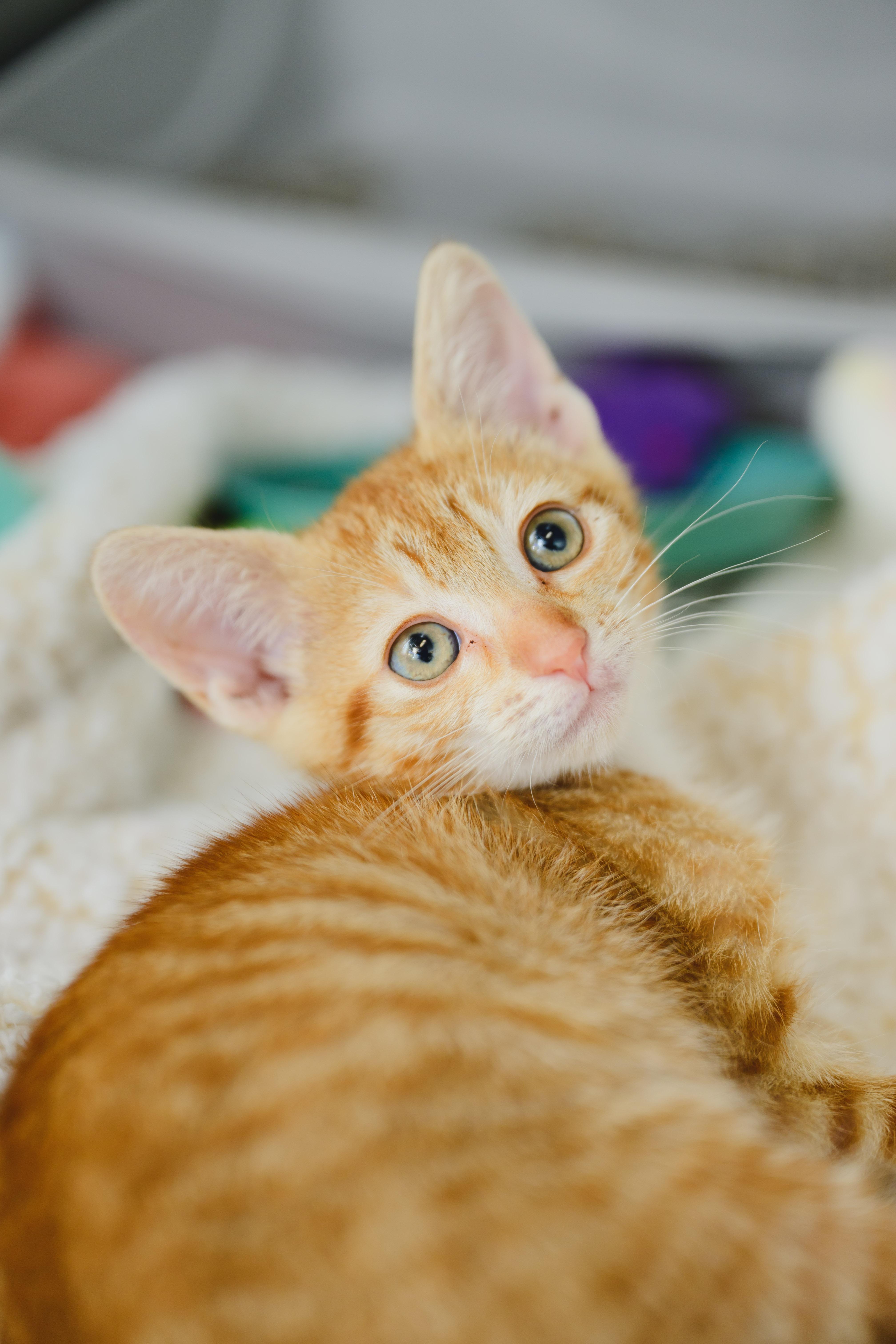 Enlarge Macaroon, a Adoptable Domestic Short Hair in Honolulu, HI image 4/6