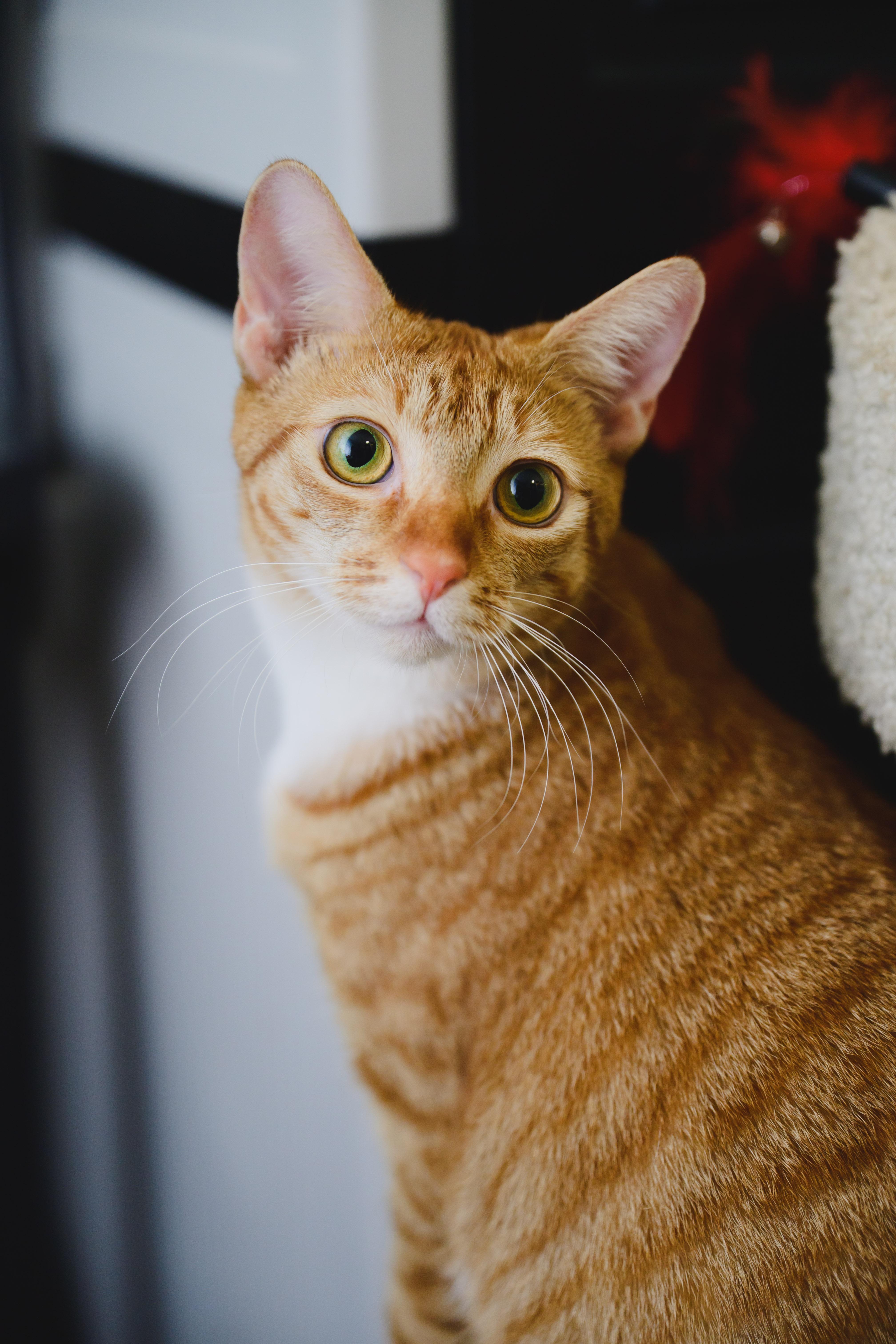 Enlarge Macaroon, a Adoptable Domestic Short Hair in Honolulu, HI image 5/6
