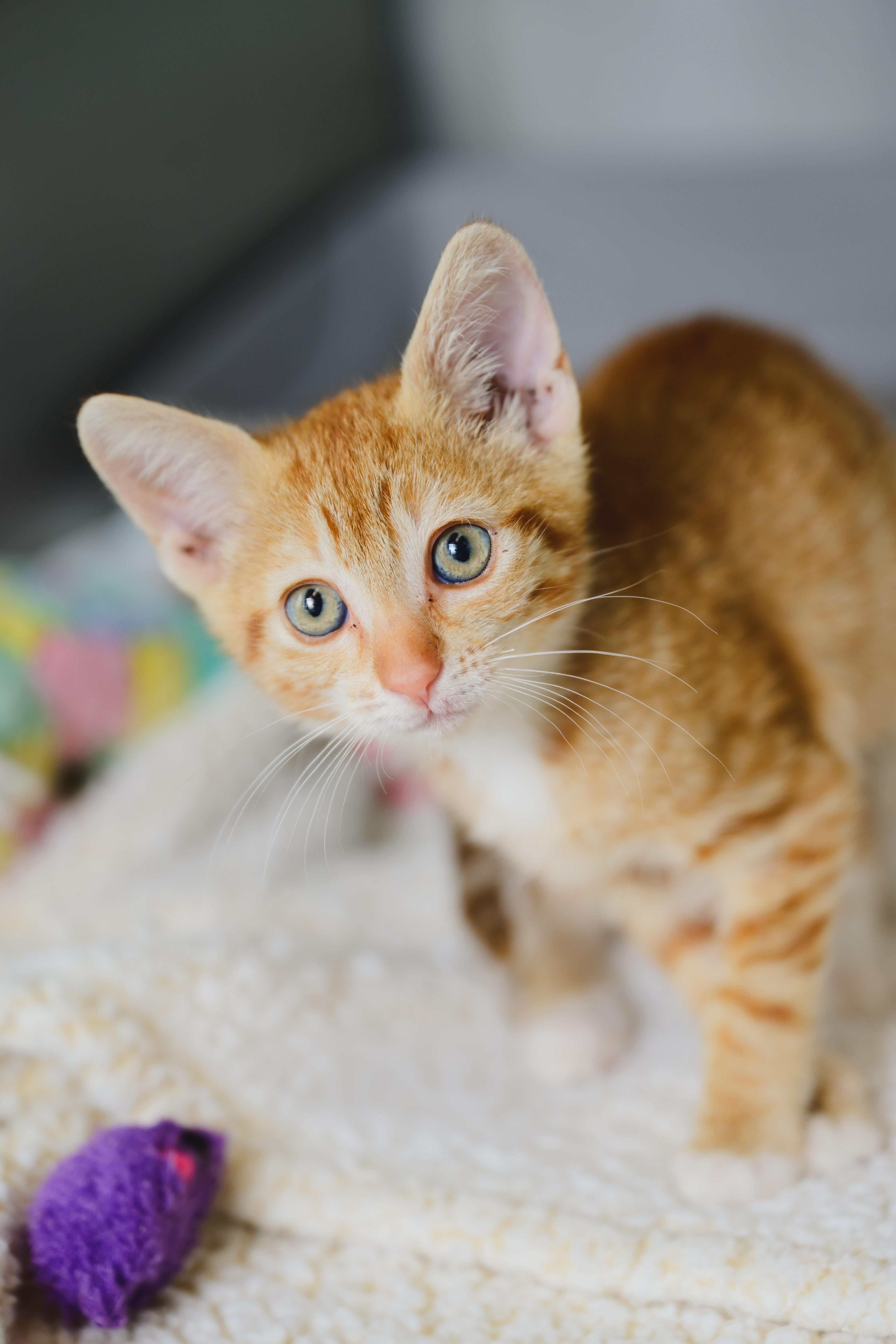 Enlarge Macaroon, a Adoptable Domestic Short Hair in Honolulu, HI image 5/6