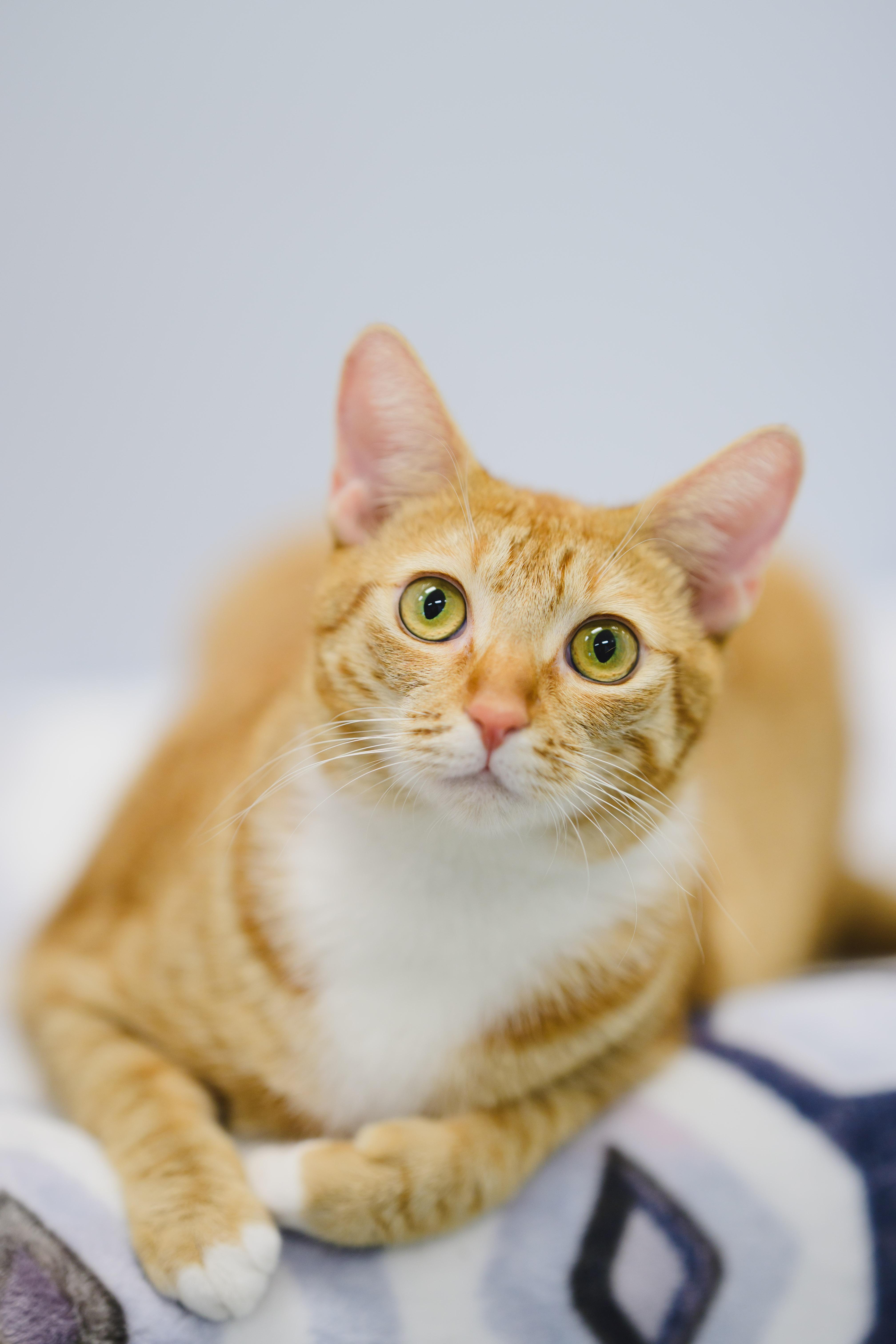 Macaroon, a Adoptable Domestic Short Hair in Honolulu, HI image 5/6