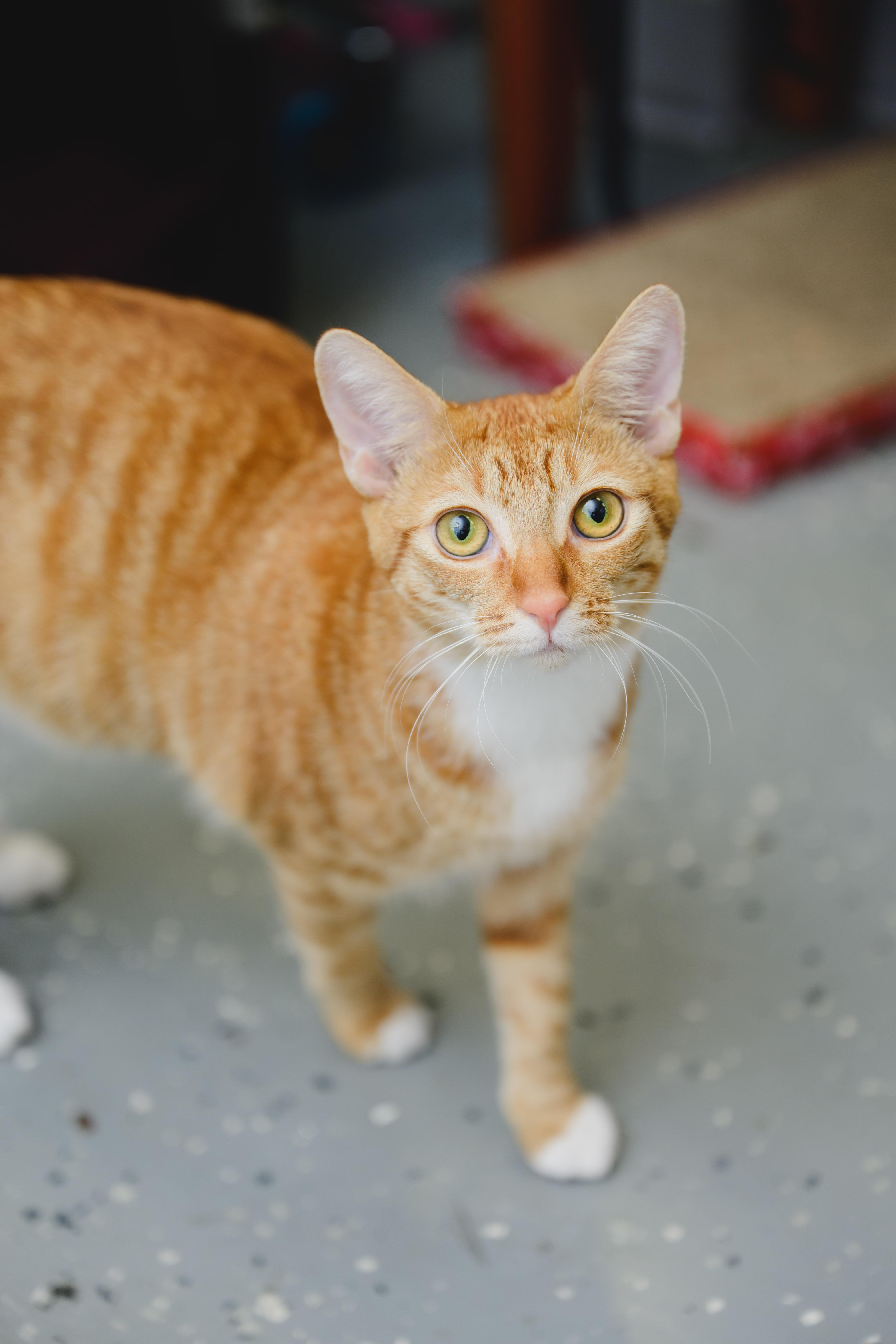 Enlarge Macaroon, a Adoptable Domestic Short Hair in Honolulu, HI image 6/6
