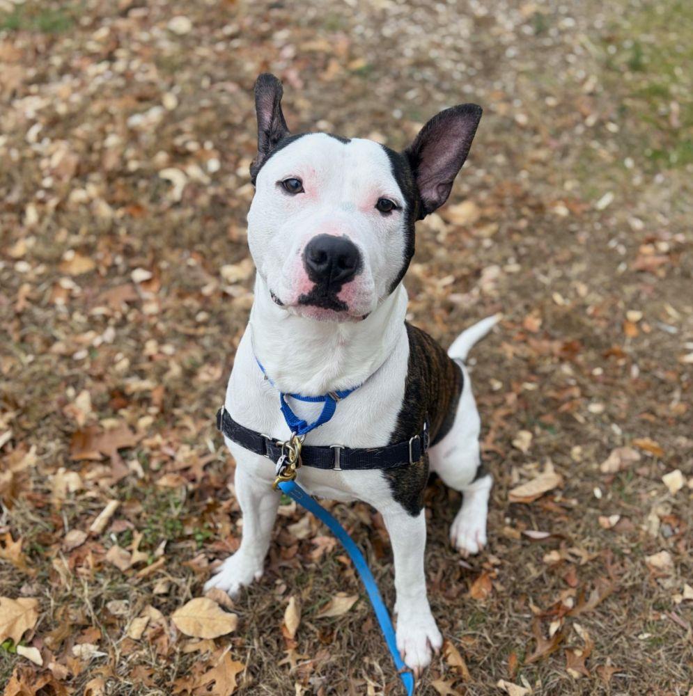 Devo, Adoptable, Adult Male Mixed Breed.