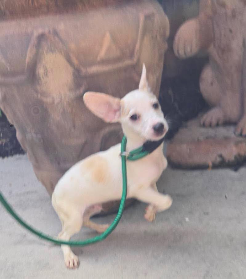 Jerry, a ADOPTABLE mixed breed in Winsted, CT image 2/3