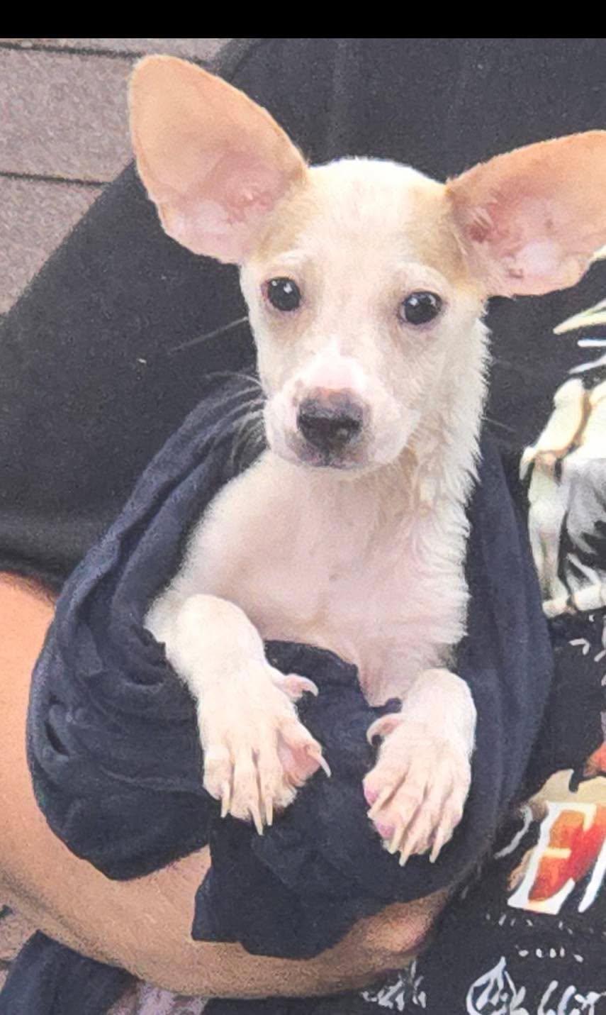 Jerry, a ADOPTABLE mixed breed in Winsted, CT image 1/3