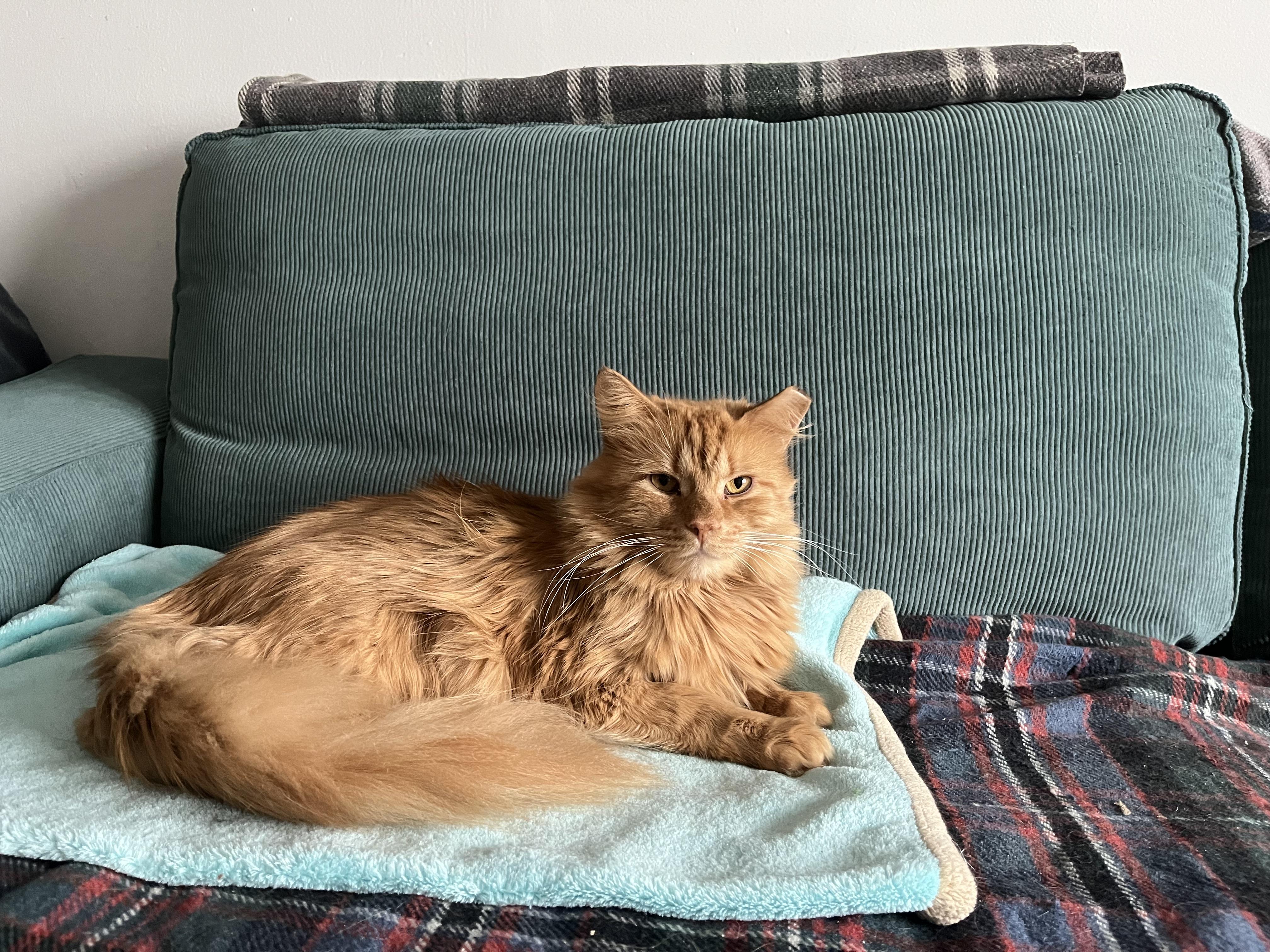 Riff *MUST BE ADOPTED WITH JIMMY*, a Adoptable Domestic Medium Hair in Toronto, ON image 1/5