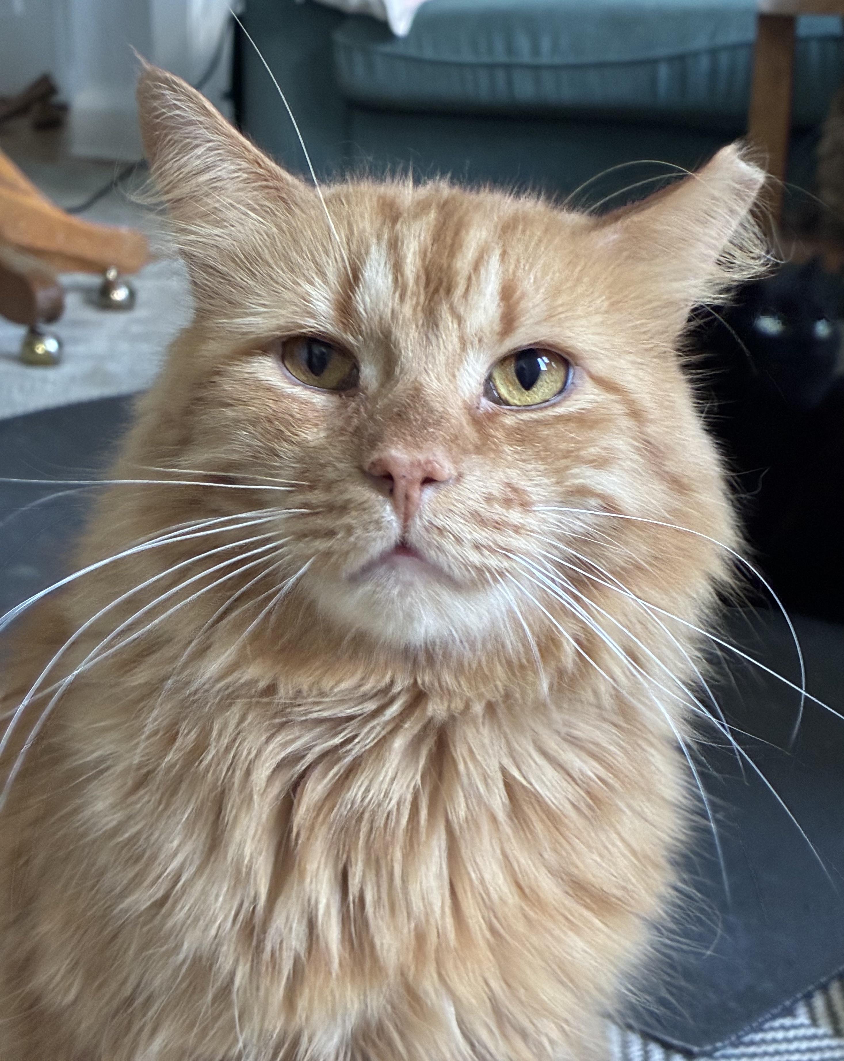 Riff *MUST BE ADOPTED WITH JIMMY*, a Adoptable Domestic Medium Hair in Toronto, ON image 2/5