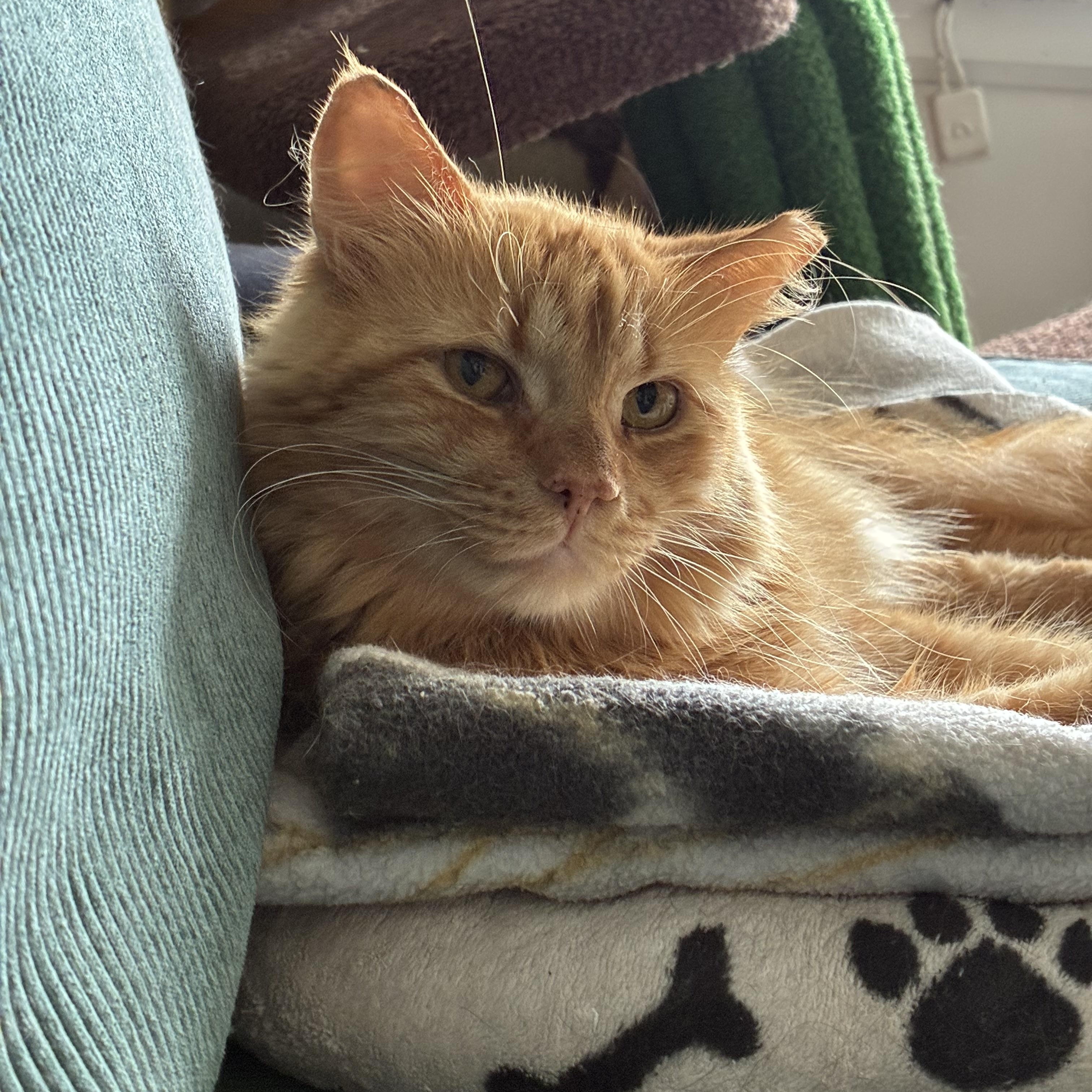 Riff *MUST BE ADOPTED WITH JIMMY*, a Adoptable Domestic Medium Hair in Toronto, ON image 3/5