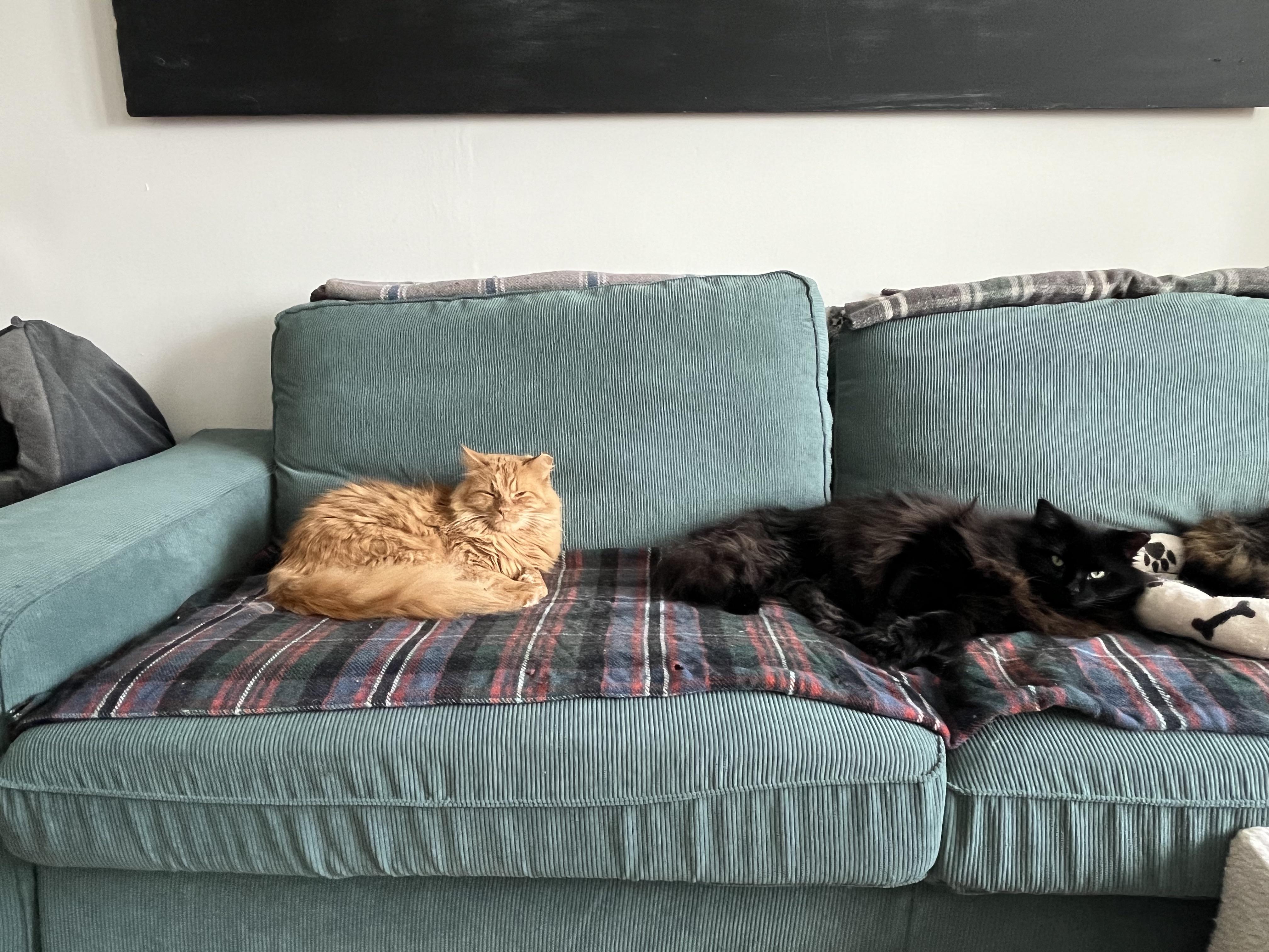 Riff *MUST BE ADOPTED WITH JIMMY*, a Adoptable Domestic Medium Hair in Toronto, ON image 5/5