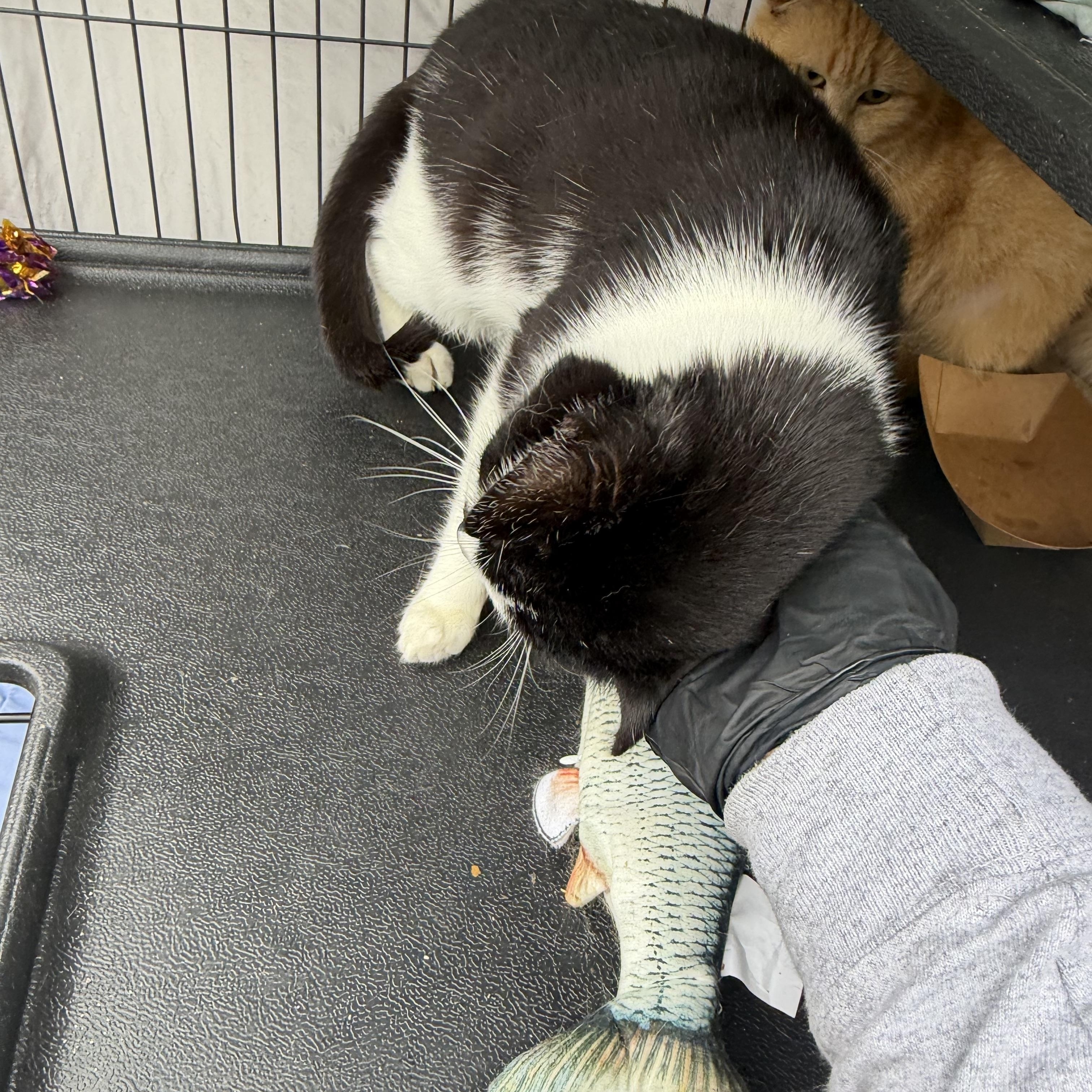 Kit, a ADOPTABLE Domestic Short Hair in Albemarle, NC image 2/3