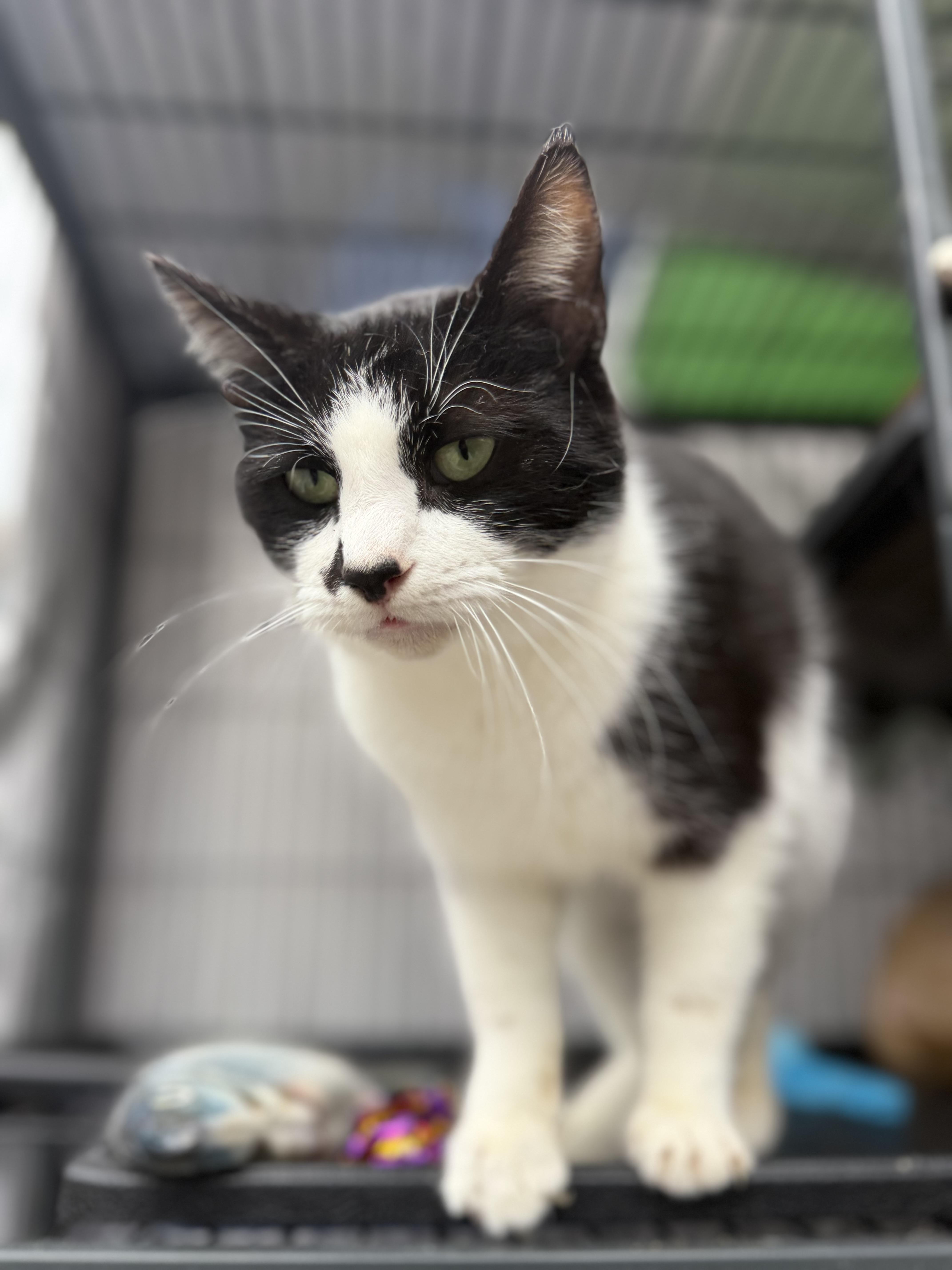 Kit, a ADOPTABLE Domestic Short Hair in Albemarle, NC image 3/3