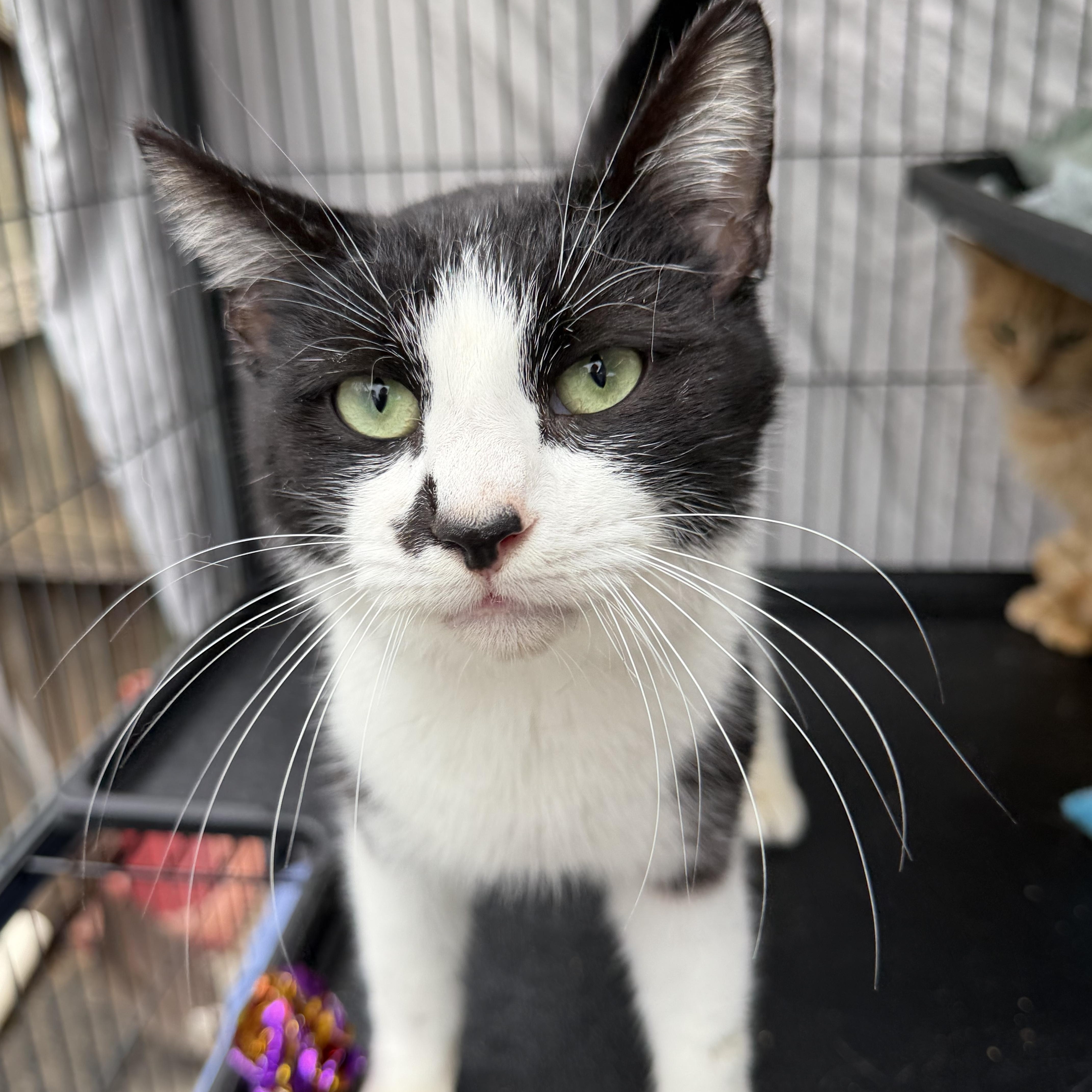 Kit, a ADOPTABLE Domestic Short Hair in Albemarle, NC image 1/3
