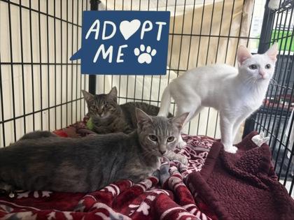 Thunder, Adoptable, Young Female Domestic Short Hair & Domestic Short Hair.