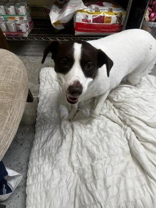 Siggis IN FOSTER, Adoptable, Adult Female Labrador Retriever & Mixed Breed.