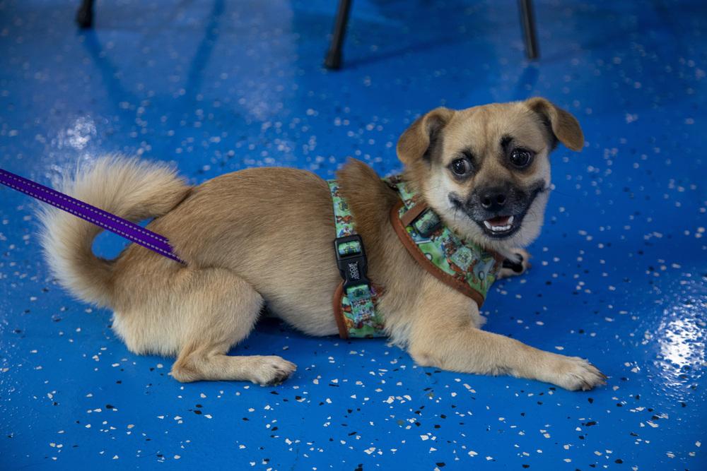 Lalo, a Adoptable mixed breed in New York, NY image 1/6