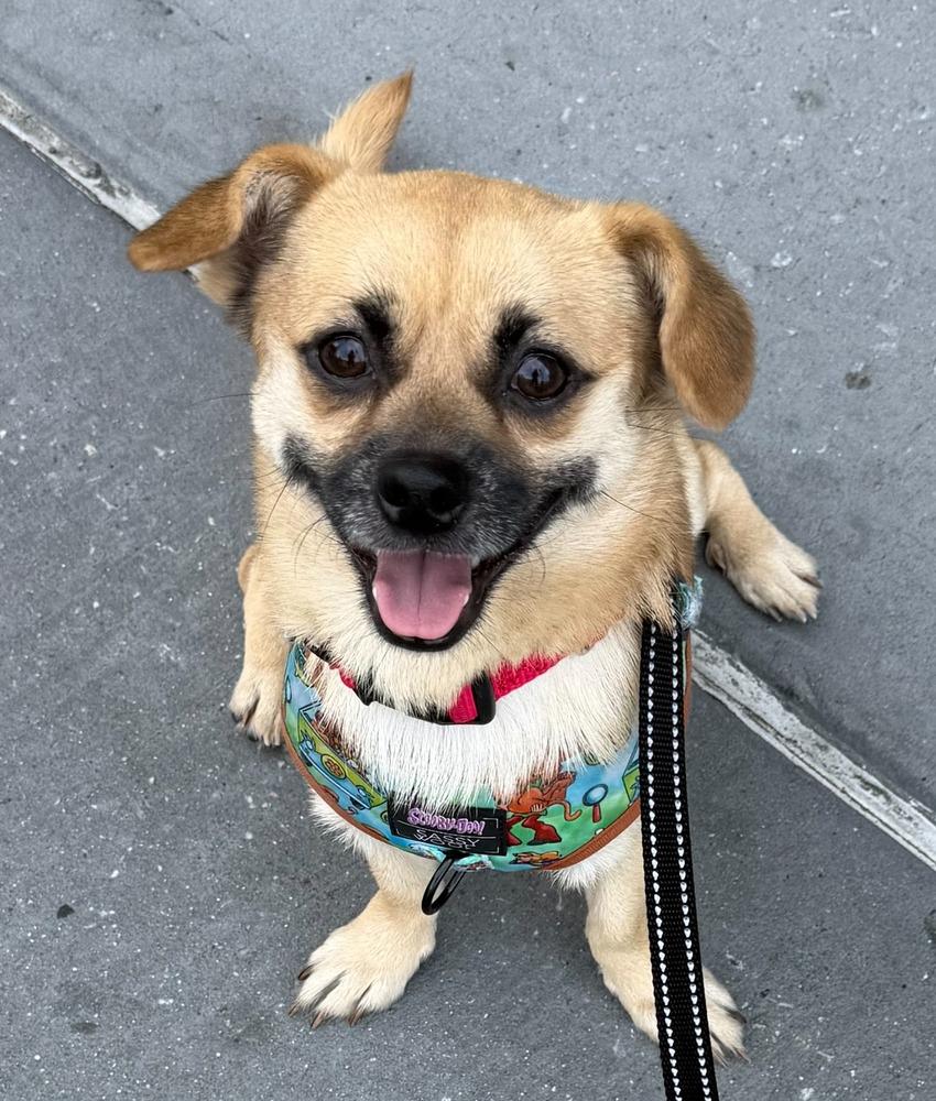 Lalo, a Adoptable mixed breed in New York, NY image 3/6