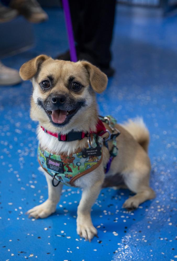 Lalo, a Adoptable mixed breed in New York, NY image 4/6