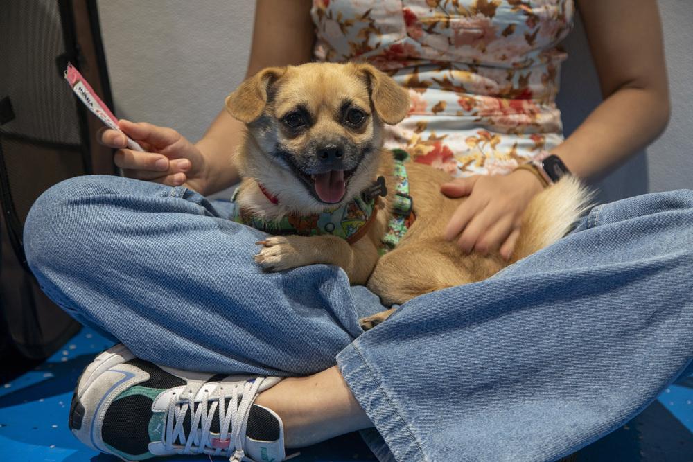 Lalo, a Adoptable mixed breed in New York, NY image 5/6