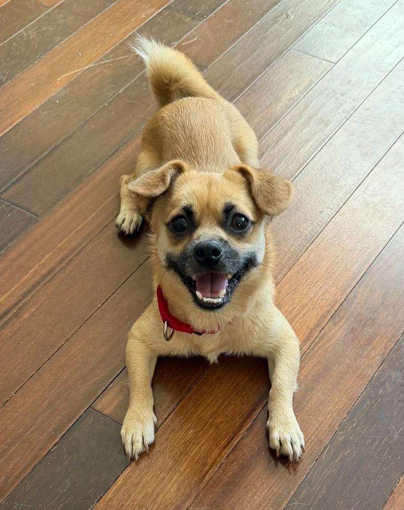 Lalo, a Adoptable mixed breed in New York, NY image 6/6