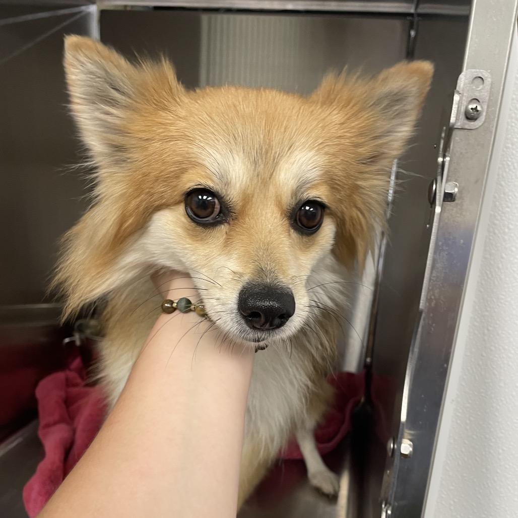 Enlarge Foxy, a Adoptable mixed breed in Abilene, TX image 1/1