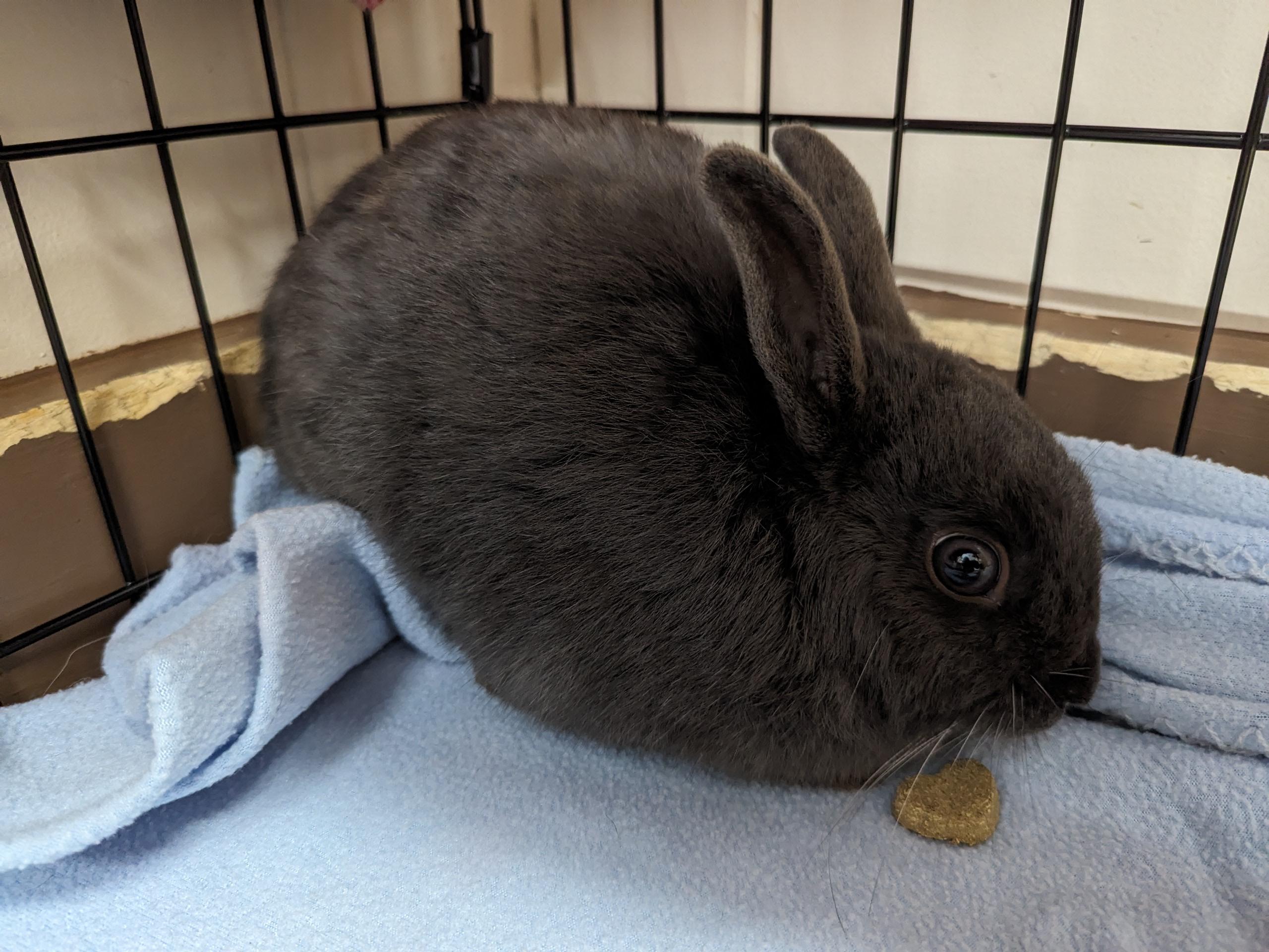 Enlarge Joey, a ADOPTABLE Satin in Omaha, NE image 2/4